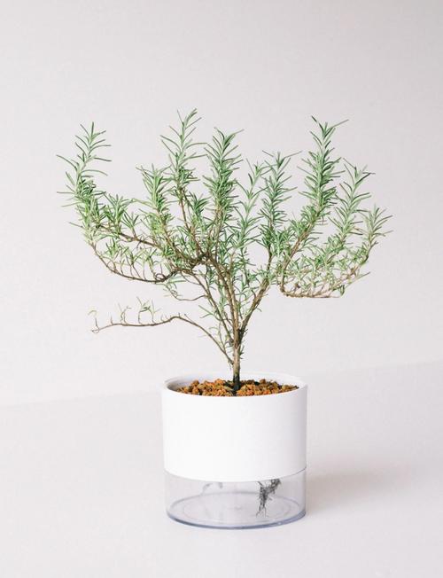 迷迭香北方冬季盆栽养护-第3张图片-吾爱花网 迷迭香北方冬季盆栽养护-第3张图片-吾爱花网