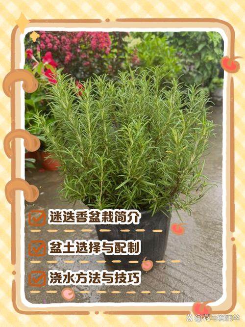 迷迭香北方冬季盆栽养护-第2张图片-吾爱花网 迷迭香北方冬季盆栽养护-第2张图片-吾爱花网