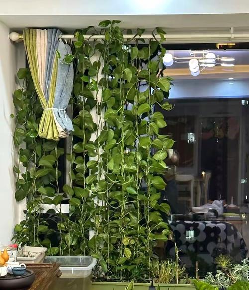 水培绿萝改土养可行吗?-第1张图片-吾爱花网 水培绿萝改土养可行吗?-第1张图片-吾爱花网