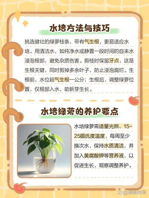 水培绿萝改土养可行吗?-第2张图片-吾爱花网 水培绿萝改土养可行吗?-第2张图片-吾爱花网