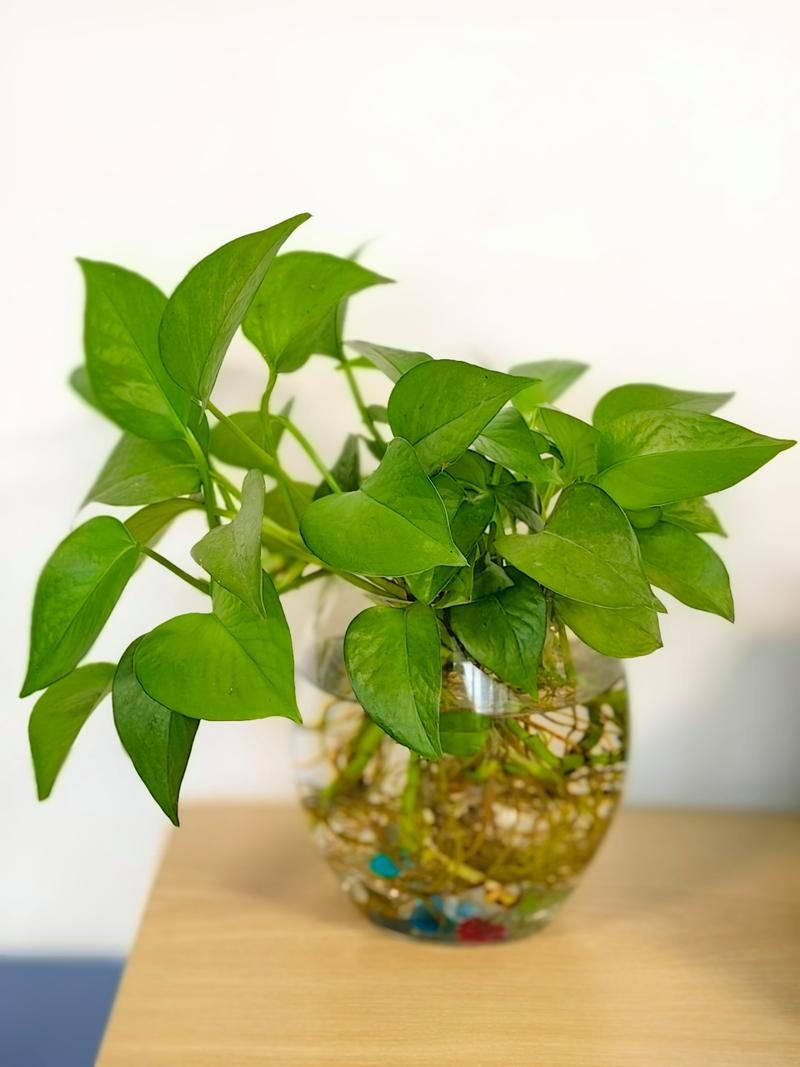 水培绿萝改土养可行吗?-第3张图片-吾爱花网 水培绿萝改土养可行吗?-第3张图片-吾爱花网