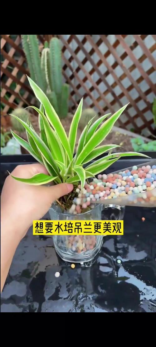 吊兰水培不用营养液能活吗？-第2张图片-吾爱花网