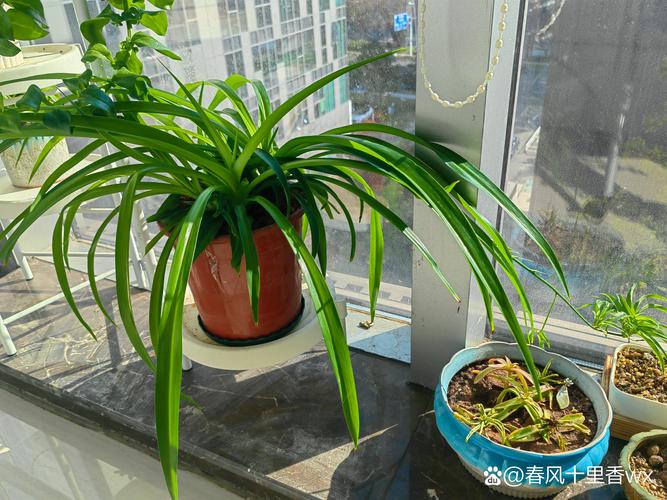 吊兰水培不用营养液能活吗？-第3张图片-吾爱花网