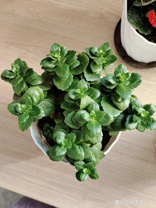 哪些不开花的盆栽？名称图片一览-第1张图片-吾爱花网