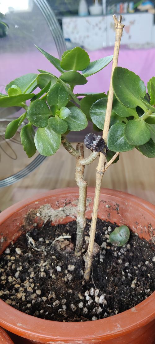 哪些不开花的盆栽？名称图片一览-第3张图片-吾爱花网