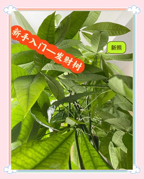 发财树水培多久可转土培?-第2张图片-吾爱花网 发财树水培多久可转土培?-第2张图片-吾爱花网