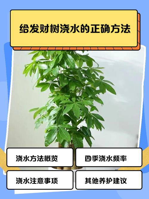 发财树水培多久可转土培?-第1张图片-吾爱花网 发财树水培多久可转土培?-第1张图片-吾爱花网