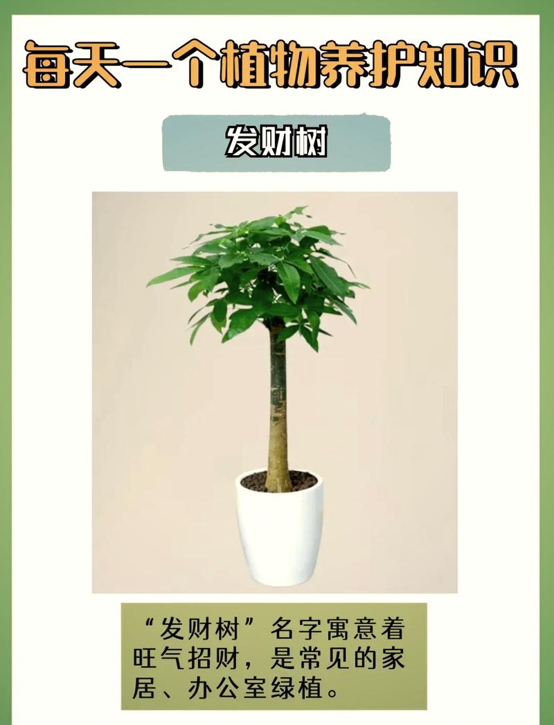 发财树水培多久可转土培？-第3张图片-吾爱花网