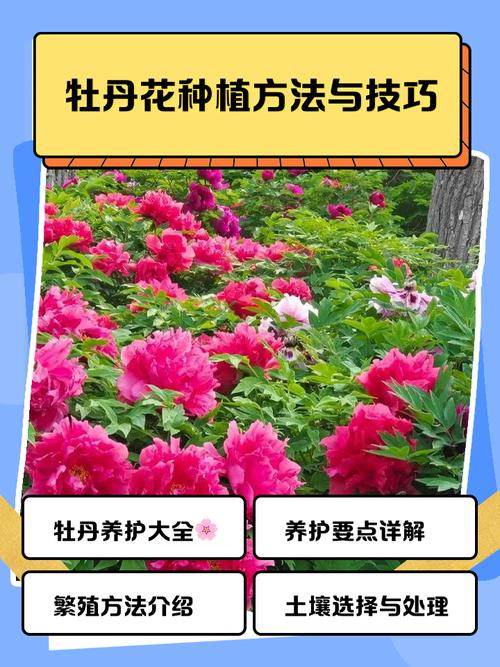 牡丹花可水培繁殖栽培吗？-第2张图片-吾爱花网