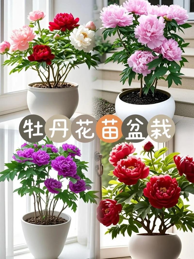 牡丹花可水培繁殖栽培吗？-第3张图片-吾爱花网