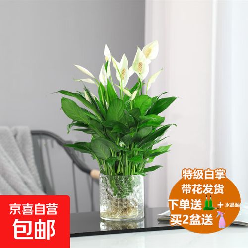 水培白掌如何养才能开花？-第3张图片-吾爱花网