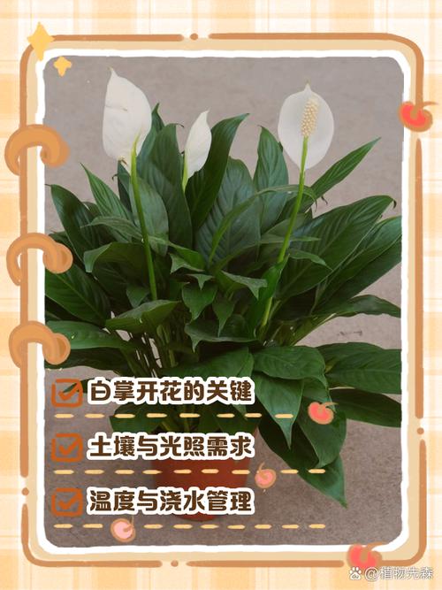 水培白掌如何养才能开花？-第2张图片-吾爱花网