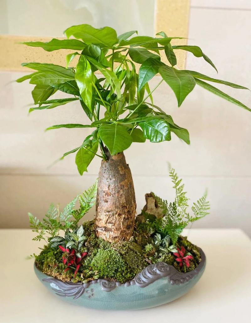 冬天水培发财树怎么养才能安全过冬?-第3张图片-吾爱花网 冬天水培发财树怎么养才能安全过冬?-第3张图片-吾爱花网