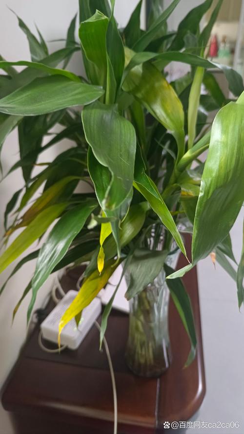 水培富贵竹刚买叶子发黄怎么办？-第3张图片-吾爱花网