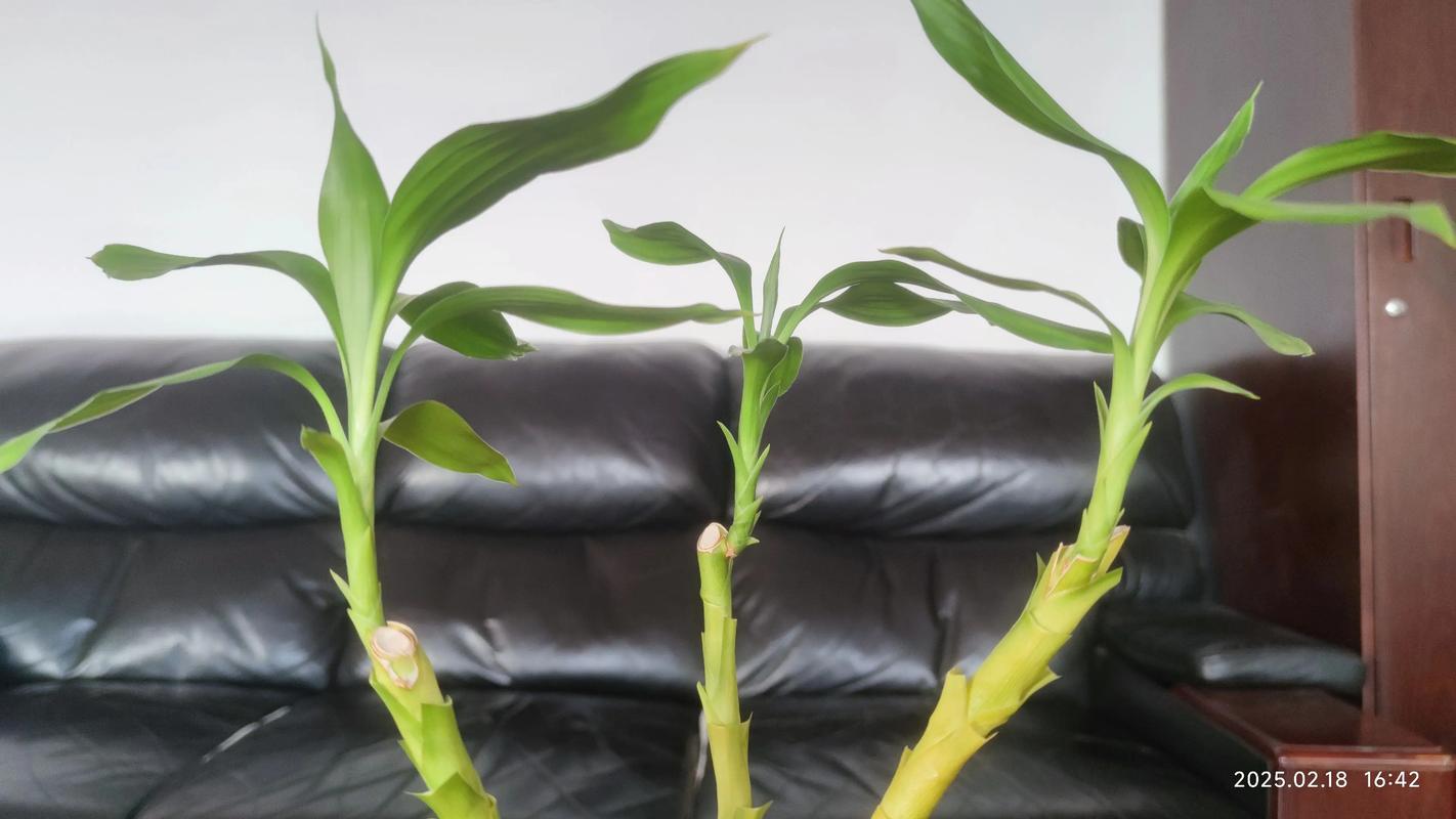 水培富贵竹刚买叶子发黄怎么办？-第2张图片-吾爱花网