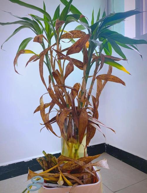 水培富贵竹刚买叶子发黄怎么办？-第1张图片-吾爱花网