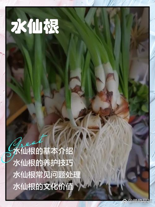 水培花要常剪根吗?剪根有啥讲究?-第2张图片-吾爱花网 水培花要常剪根吗?剪根有啥讲究?-第2张图片-吾爱花网