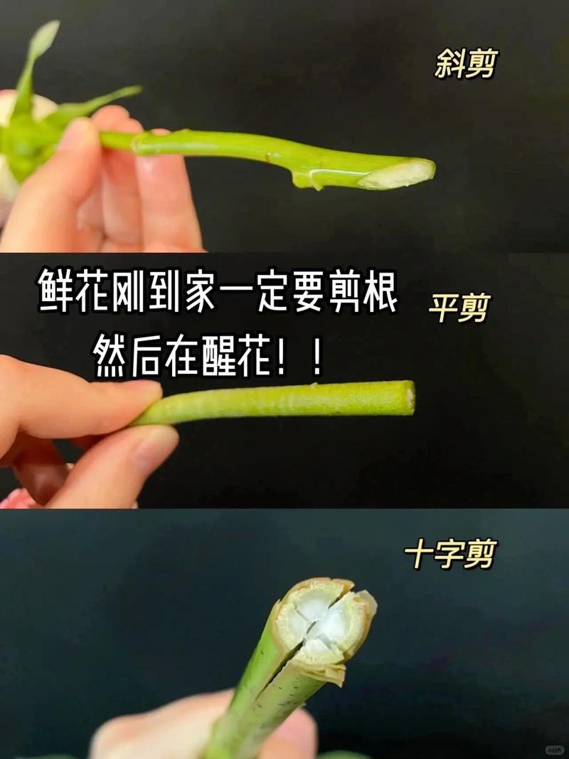 水培花要常剪根吗?剪根有啥讲究?-第1张图片-吾爱花网 水培花要常剪根吗?剪根有啥讲究?-第1张图片-吾爱花网