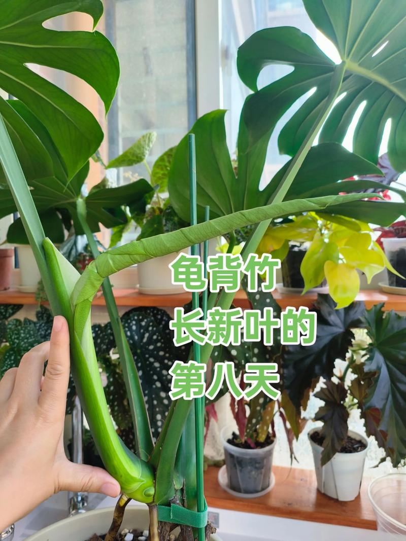 龟背竹水培能长出新叶吗?-第1张图片-吾爱花网 龟背竹水培能长出新叶吗?-第1张图片-吾爱花网