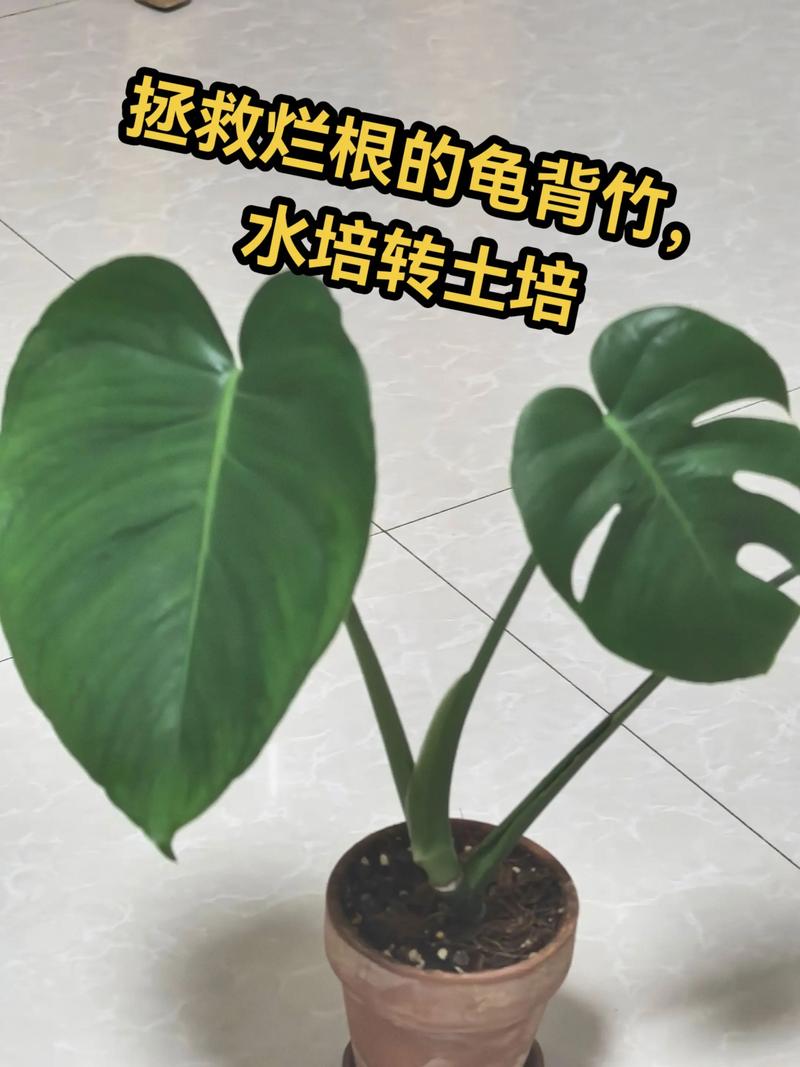 龟背竹水培能长出新叶吗?-第3张图片-吾爱花网 龟背竹水培能长出新叶吗?-第3张图片-吾爱花网