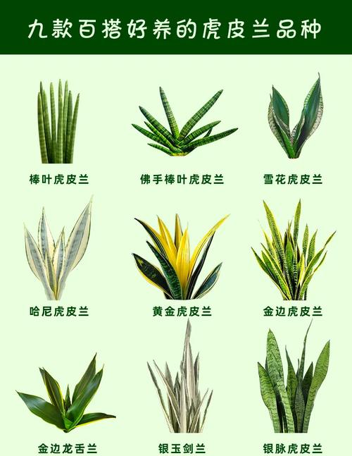 虎尾兰能水培吗?-第1张图片-吾爱花网 虎尾兰能水培吗?-第1张图片-吾爱花网