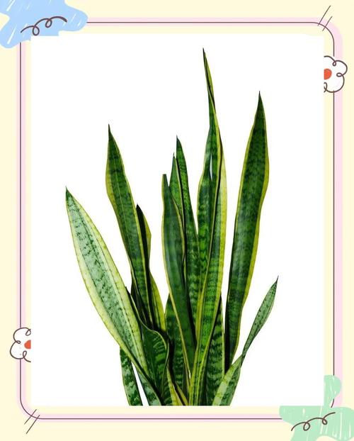 虎尾兰能水培吗?-第3张图片-吾爱花网 虎尾兰能水培吗?-第3张图片-吾爱花网