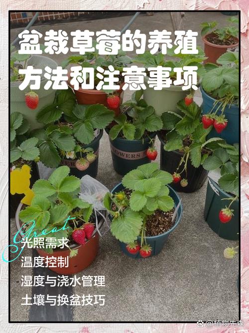水培草莓苗几月栽最合适?-第1张图片-吾爱花网 水培草莓苗几月栽最合适?-第1张图片-吾爱花网