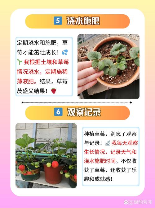 水培草莓苗几月栽最合适?-第2张图片-吾爱花网 水培草莓苗几月栽最合适?-第2张图片-吾爱花网