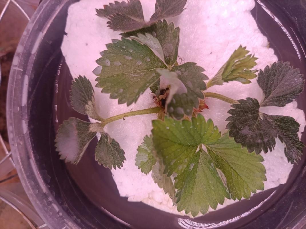 水培草莓苗几月栽最合适?-第3张图片-吾爱花网 水培草莓苗几月栽最合适?-第3张图片-吾爱花网