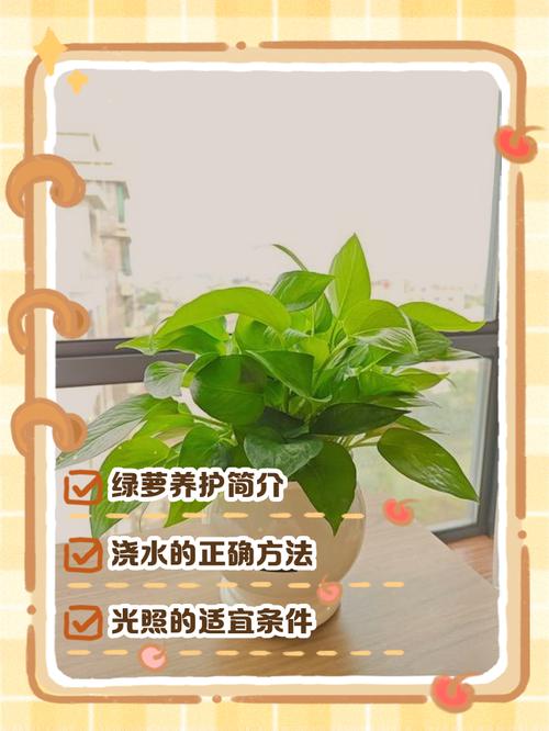 水培绿萝不烂根的秘诀是什么?-第1张图片-吾爱花网 水培绿萝不烂根的秘诀是什么?-第1张图片-吾爱花网