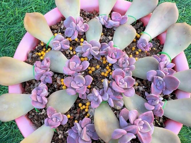 多肉叶插最佳季节是何时？-第1张图片-吾爱花网