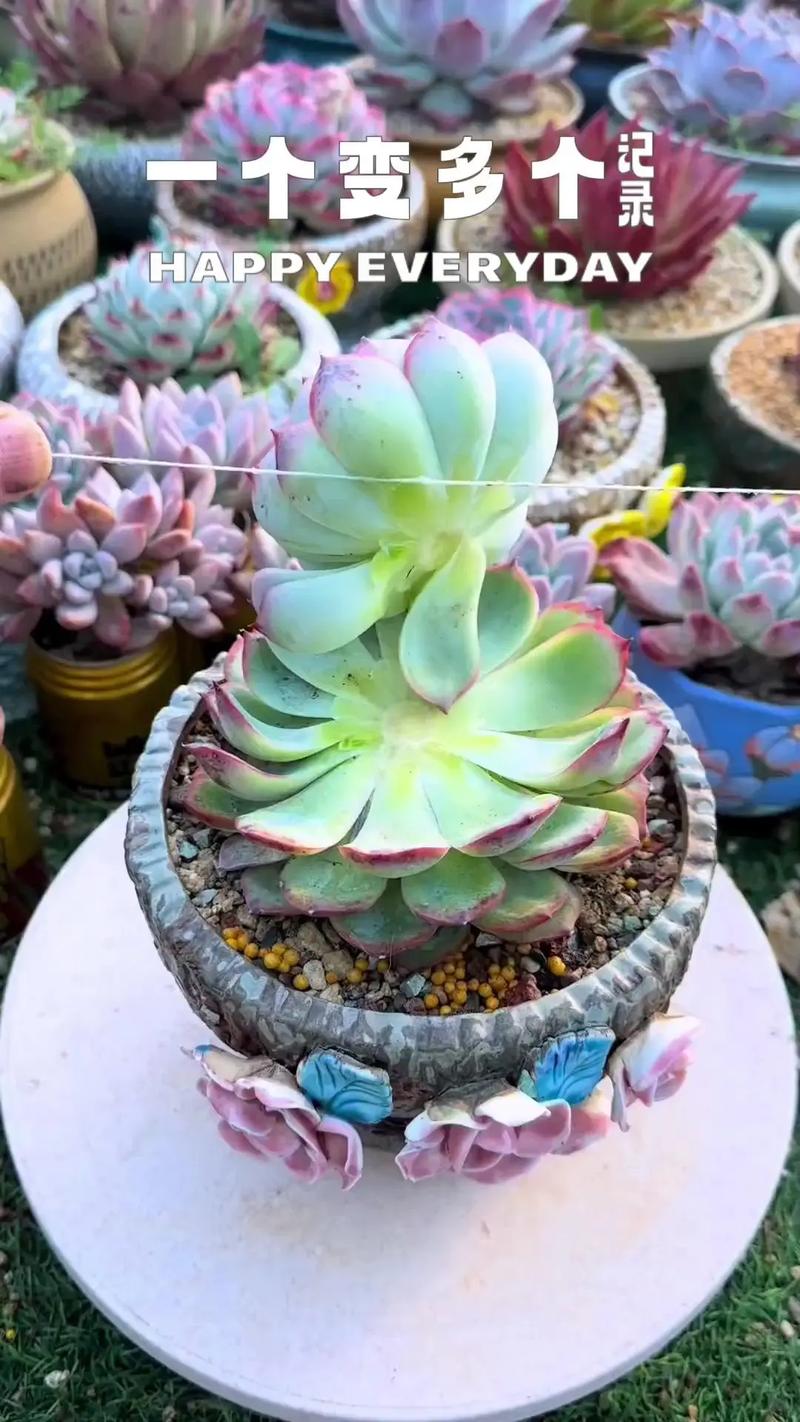 多肉叶插最佳季节是何时？-第3张图片-吾爱花网