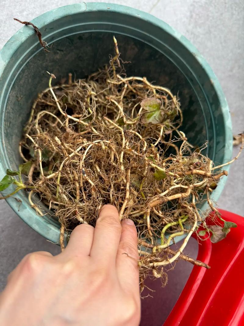 盆栽为何有这么多细小根？-第1张图片-吾爱花网