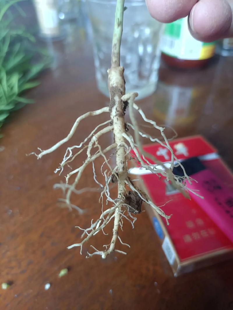 盆栽为何有这么多细小根？-第3张图片-吾爱花网