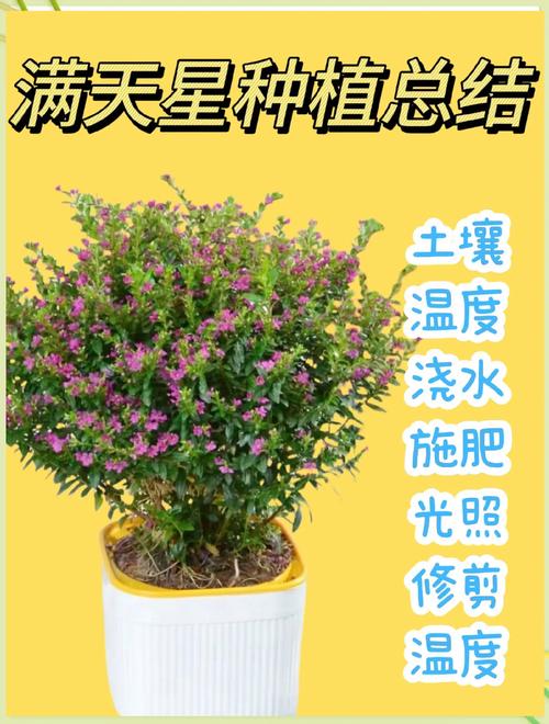 盆栽满天星种子怎么种？-第1张图片-吾爱花网