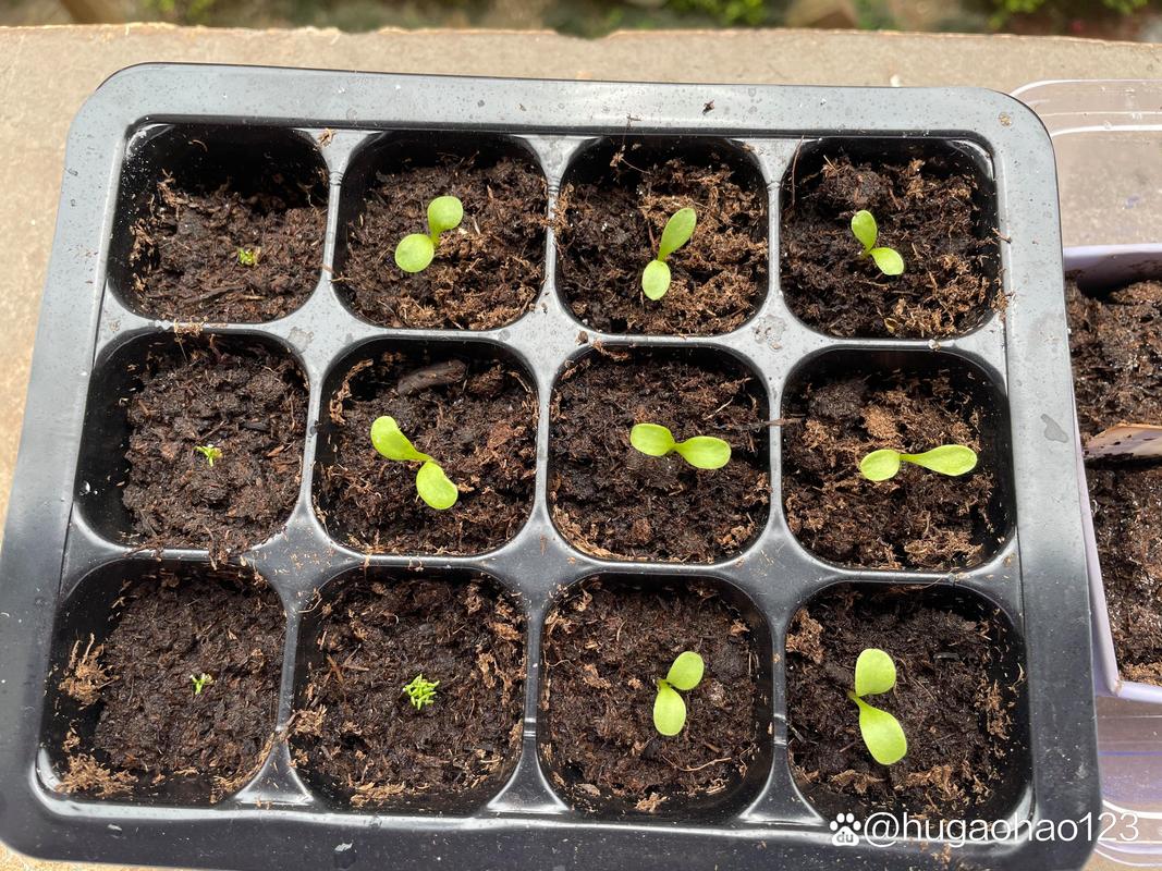 盆栽满天星种子怎么种？-第2张图片-吾爱花网