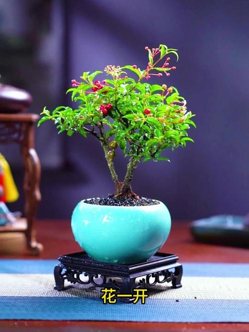 知名室内盆栽花卉盆景如何养护挑选？-第3张图片-吾爱花网