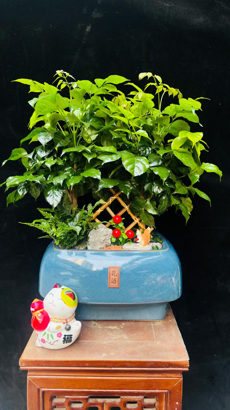 知名室内盆栽花卉盆景如何养护挑选？-第1张图片-吾爱花网