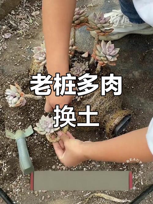 多肉怎么移植才能带回老家?-第1张图片-吾爱花网 多肉怎么移植才能带回老家?-第1张图片-吾爱花网