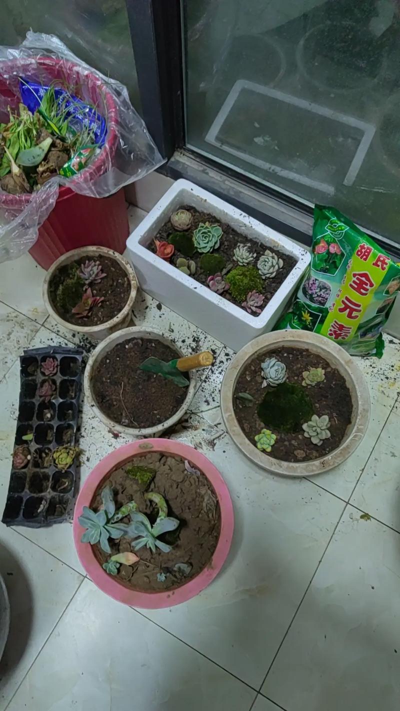 多肉怎么移植才能带回老家?-第2张图片-吾爱花网 多肉怎么移植才能带回老家?-第2张图片-吾爱花网