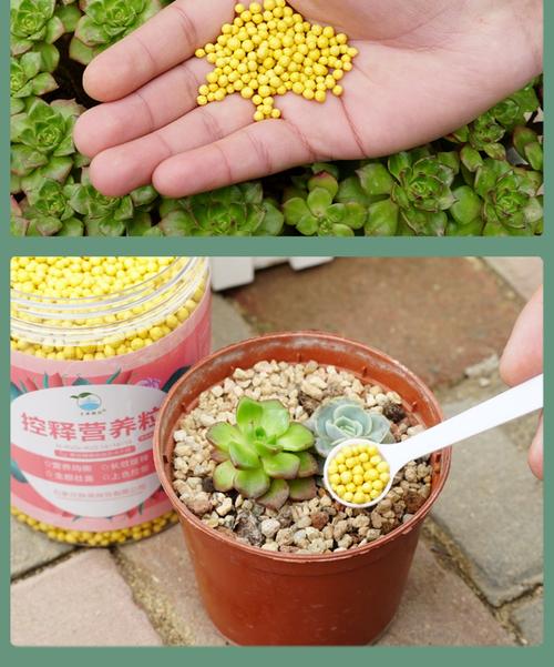 多肉施肥用什么肥好?-第1张图片-吾爱花网 多肉施肥用什么肥好?-第1张图片-吾爱花网