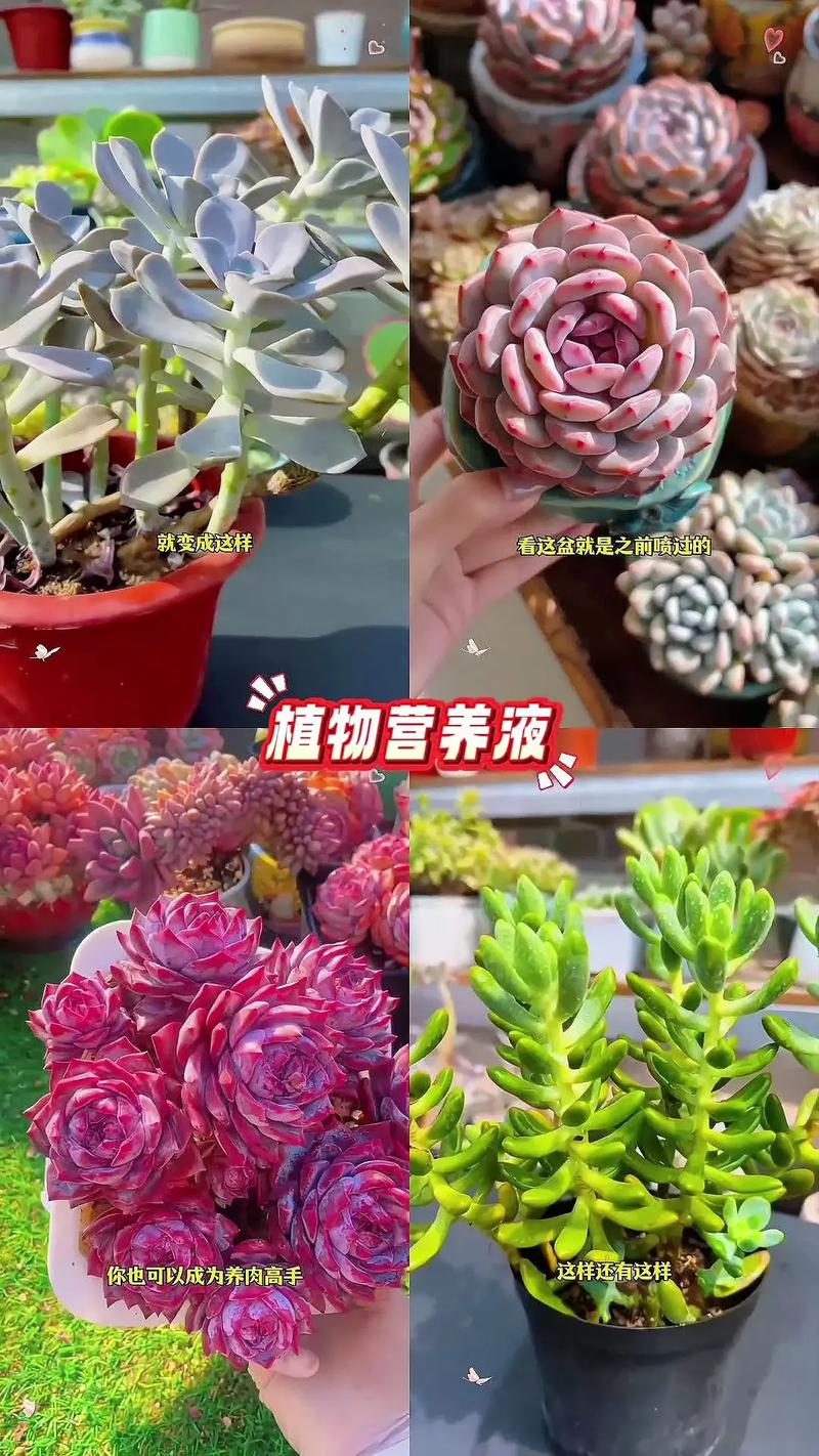 多肉施肥用什么肥好？-第2张图片-吾爱花网