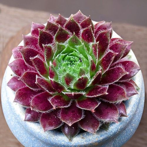 紫牡丹品种到底有多少?-第2张图片-吾爱花网 紫牡丹品种到底有多少?-第2张图片-吾爱花网