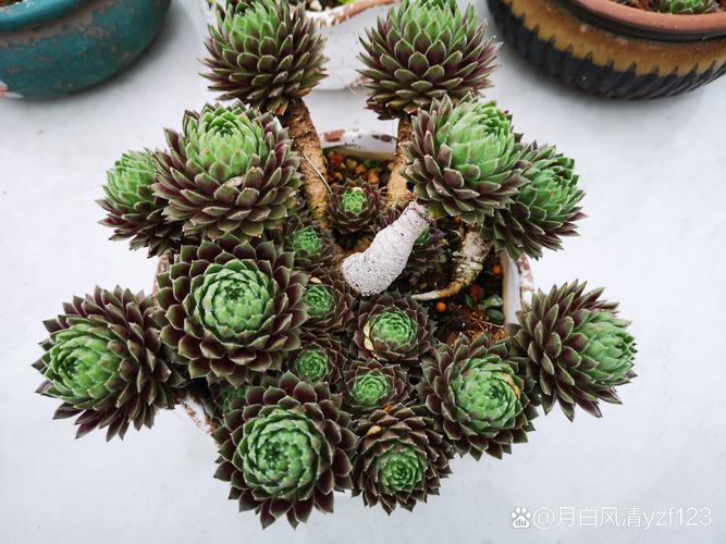 紫牡丹品种到底有多少?-第1张图片-吾爱花网 紫牡丹品种到底有多少?-第1张图片-吾爱花网