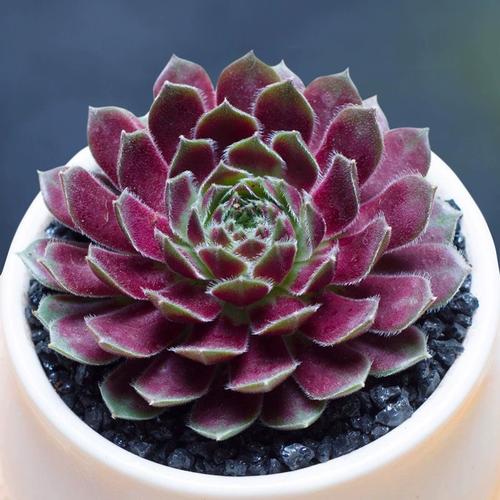 紫牡丹品种到底有多少?-第3张图片-吾爱花网 紫牡丹品种到底有多少?-第3张图片-吾爱花网