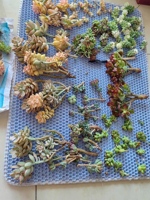 多肉根长到多大算合适换盆?-第3张图片-吾爱花网 多肉根长到多大算合适换盆?-第3张图片-吾爱花网