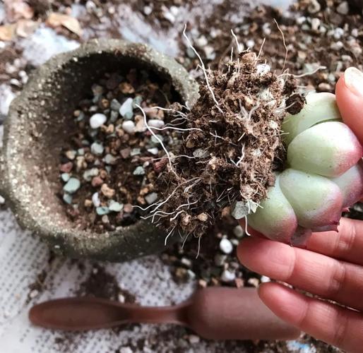 多肉根长到多大算合适换盆?-第1张图片-吾爱花网 多肉根长到多大算合适换盆?-第1张图片-吾爱花网