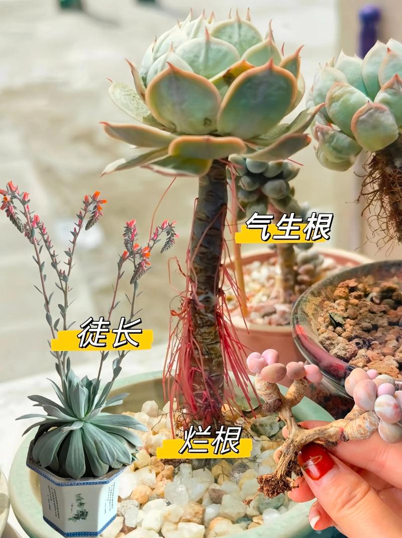 多肉根长到多大算合适换盆?-第2张图片-吾爱花网 多肉根长到多大算合适换盆?-第2张图片-吾爱花网