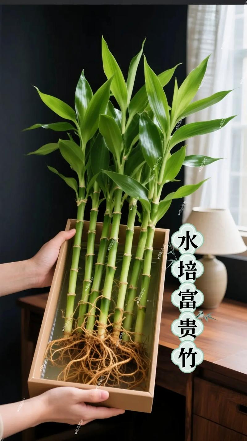 富贵竹水培为何难生根?-第1张图片-吾爱花网 富贵竹水培为何难生根?-第1张图片-吾爱花网