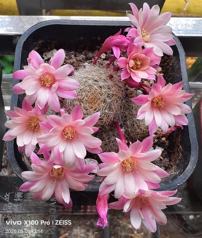 多肉开花为何会发臭?-第3张图片-吾爱花网 多肉开花为何会发臭?-第3张图片-吾爱花网